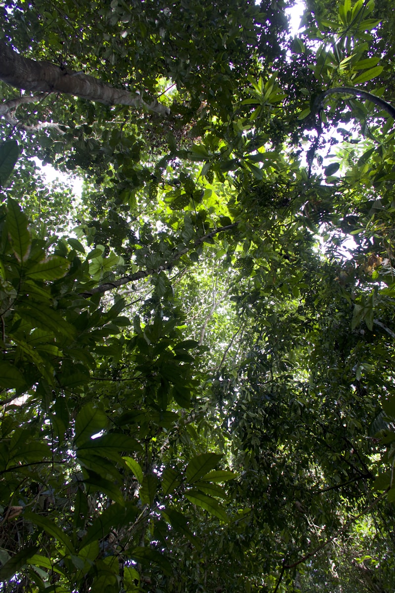 Canopée de la forêt amazonienne, Belém
