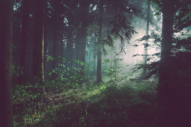 Rayons de soleil à travers une canopée forestière — représenter la nature dans la gouvernance