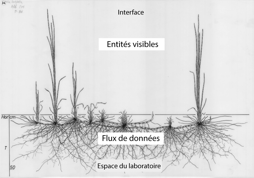 Figure 5. La métaphore du rhizome : tout comme la plante rhizomique déploie l’étendue de son réseau sous terre, ces objets techniques prennent forme dans le champ invisible du laboratoire. Leurs « tubercules » stockent les ressources qui viendront alimenter un ensemble de sous-produits. Montage à partir de l’image : Typha latifolia