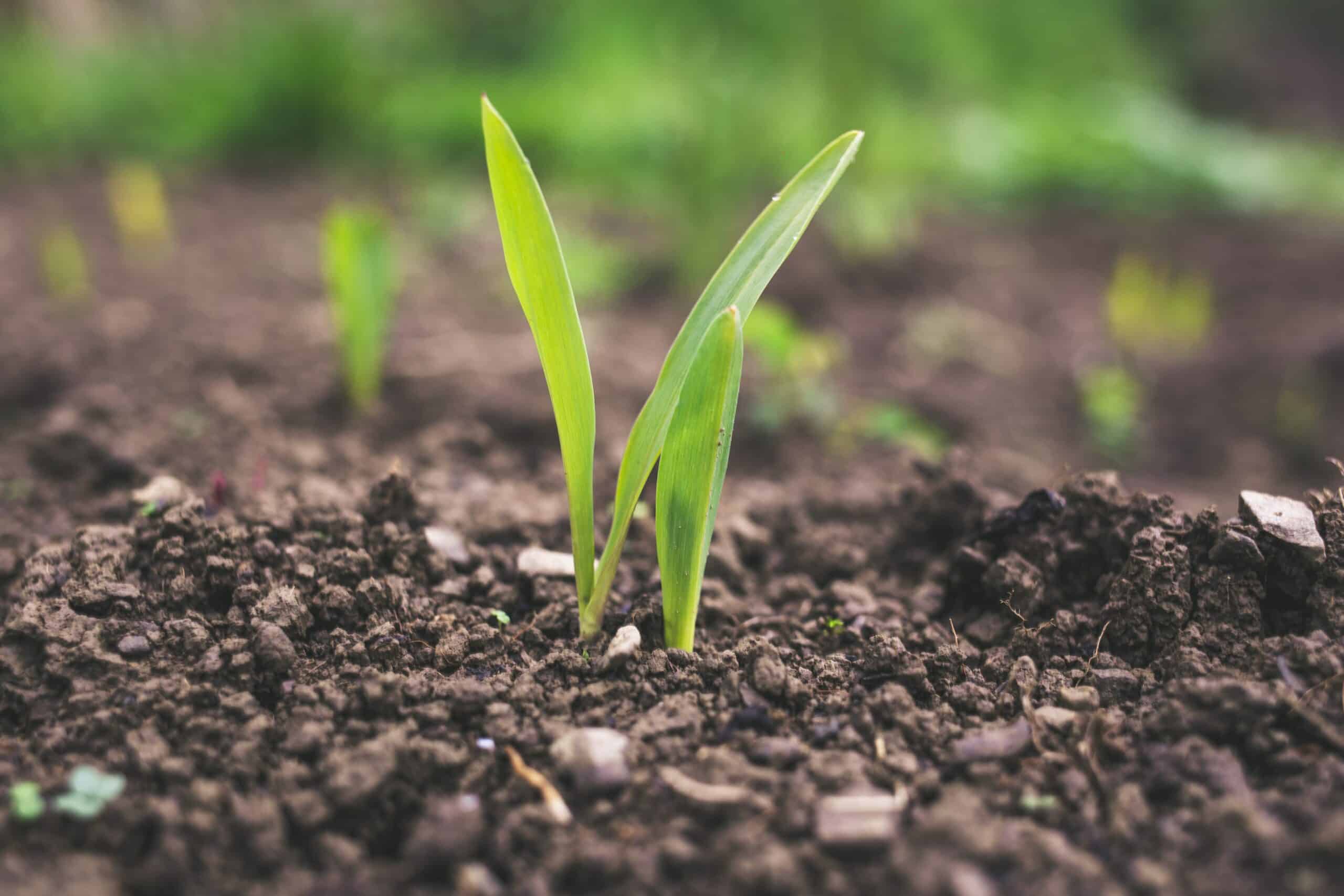 Les plantes de couverture enrichissent le sol en carbone – Le climat  aujourd'hui et demain
